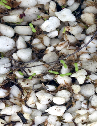 Drooping Cassinia germination seedling image.