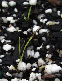 Windmill Grass germination seedling image.