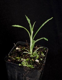 Clustered Everlasting two month seedling image.