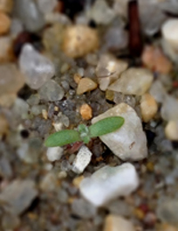 Common Everlasting germination seedling image.