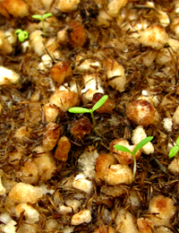 Clustered Everlasting germination seedling image.