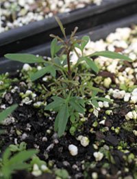 Small-leaved Clematis, Old Man’s Beard four months seedling image.