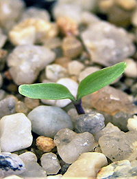 Mountain Clematis,  Austral Clematis, Old Man’s Beard germination seedling image.