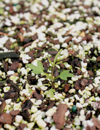 Small-leaved Clematis, Old Man’s Beard two month seedling image.