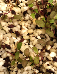 Small-leaved Clematis, Old Man’s Beard germination seedling image.