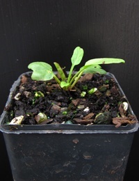 Pink Bindweed two month seedling image.