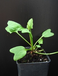 Pink Bindweed four months seedling image.