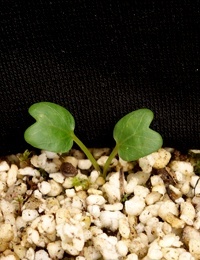 Pink Bindweed germination seedling image.