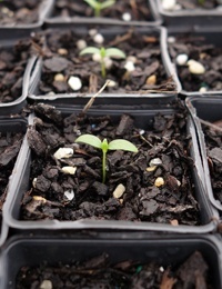 Prickly Currant-bush germination seedling image.