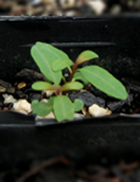 Prickly Currant-bush two month seedling image.