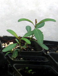 Prickly Currant-bush four months seedling image.