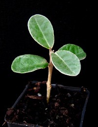 White Correa two month seedling image.