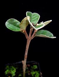 White Correa four months seedling image.