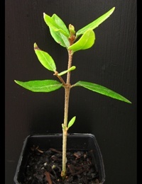 Rock Correa two month seedling image.