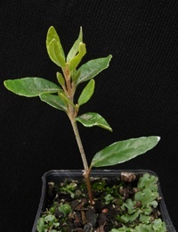 Rock Correa four months seedling image.