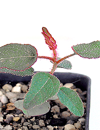 Lemon-Scented Gum two month seedling image.