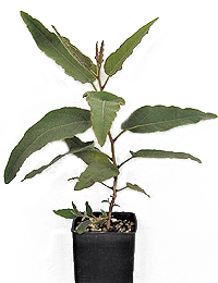 Lemon-Scented Gum six months seedling image.