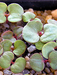 Lemon-Scented Gum germination seedling image.