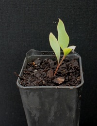 Hop Bitter-pea, Broad-Leaved Bitter-pea two month seedling image.