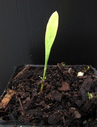 Hop Bitter-pea, Broad-Leaved Bitter-pea germination seedling image.