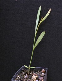 Narrow-leaf Bitter-pea, Slender Bitter-pea (also known as Daviesa virgata) two month seedling image.