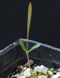 Narrow-leaf Bitter-pea, Slender Bitter-pea (also known as Daviesa virgata) germination seedling image.