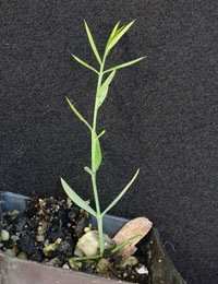 Gorse Bitter-pea two month seedling image.