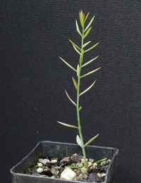 Gorse Bitter-pea four months seedling image.