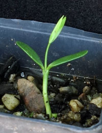 Gorse Bitter-pea germination seedling image.