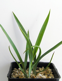 Flax Lily, Black Anther Flax-lily two month seedling image.