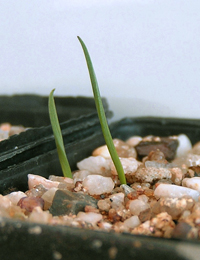 Flax Lily, Black Anther Flax-lily germination seedling image.