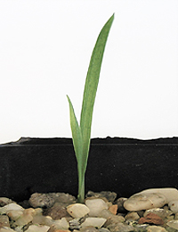 Tasman Flax-lily germination seedling image.