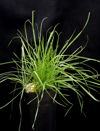 Long-hair Plume-grass four months seedling image.