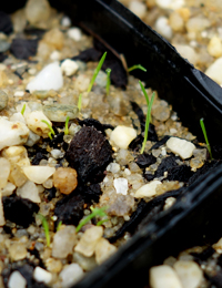 Long-hair Plume-grass germination seedling image.