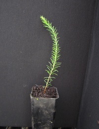 Grey Parrot-pea two month seedling image.