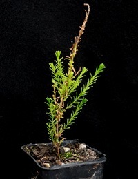 Small-leaf Parrot-pea four months seedling image.