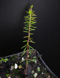 Small-leaf Parrot-pea two month seedling image.