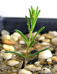 Showy Parrot-pea two month seedling image.