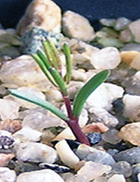 Showy Parrot-pea germination seedling image.