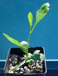 Trailing Hop-bush two month seedling image.