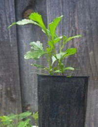 Trailing Hop-bush four months seedling image.