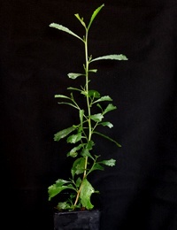 Trailing Hop-bush six months seedling image.