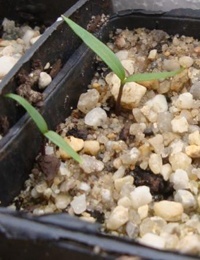 Trailing Hop-bush germination seedling image.