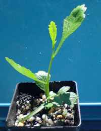 Narrow-leafed Hop-bush two month seedling image.