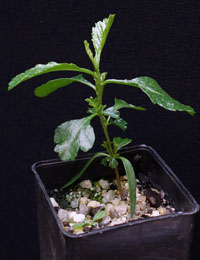 Narrow-leafed Hop-bush four months seedling image.