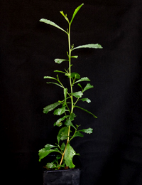 Narrow-leafed Hop-bush six months seedling image.