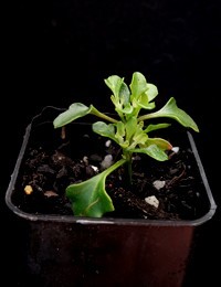 Berry Saltbush, Saloop two month seedling image.