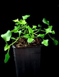 Berry Saltbush, Saloop six months seedling image.