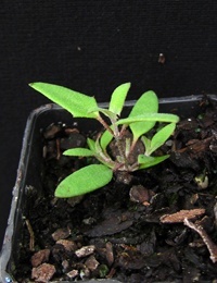 Nodding Saltbush,  Climbing Saltbush two month seedling image.