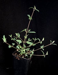 Nodding Saltbush,  Climbing Saltbush four months seedling image.